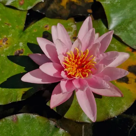 Apartament The Yoke Peaceful Private Garden Views Ballybrittas